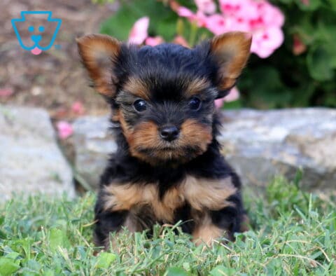 Rylie Yorkie