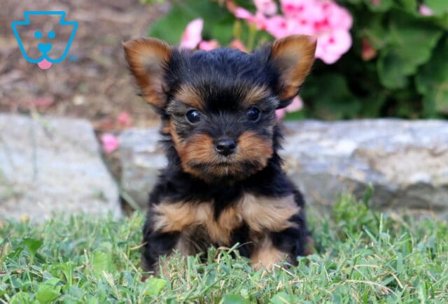 Rylie Yorkie image