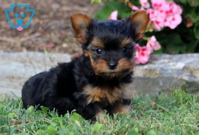 Black and tan Yorkie puppy with upright ears posed in the grass, looking sweetly at the camera with pink flowers and stone edging behind. image