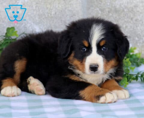 Tri-color Bernese Mountain Dog puppy relaxing on a blue checkered blanket with crossed front paws, surrounded by greenery and yellow flowers.