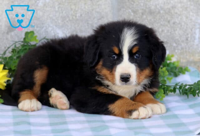 Tri-color Bernese Mountain Dog puppy relaxing on a blue checkered blanket with crossed front paws, surrounded by greenery and yellow flowers. image