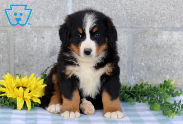 Fluffy tri-color Bernese Mountain Dog puppy sitting beside bright yellow sunflowers and green foliage on a blue checkered blanket. image