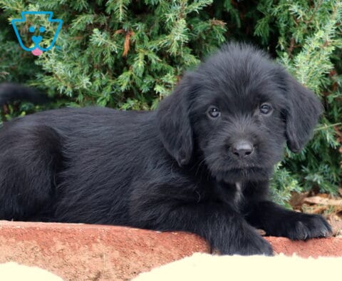 Sammy Lab Mix