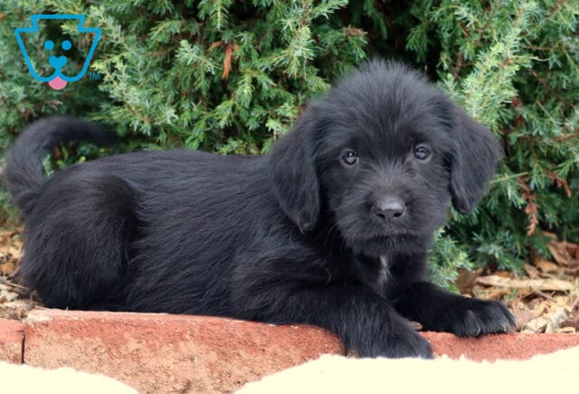 Sammy Lab Mix image