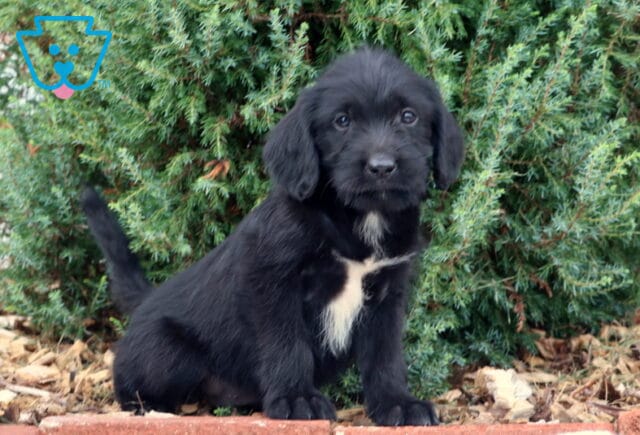 Sammy Lab Mix2 image