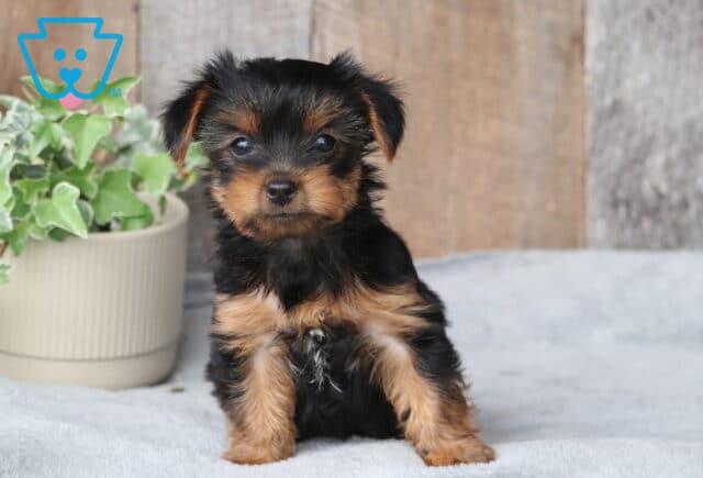 Sammy Yorkie image