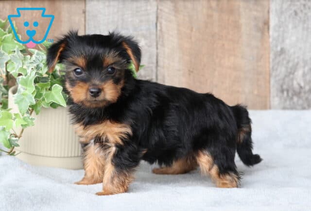 Sammy Yorkie2 image