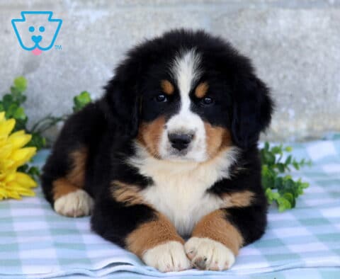 Tri-color Bernese Mountain Dog puppy with a white blaze and tan markings lying on a blue checkered blanket beside bright yellow sunflowers.