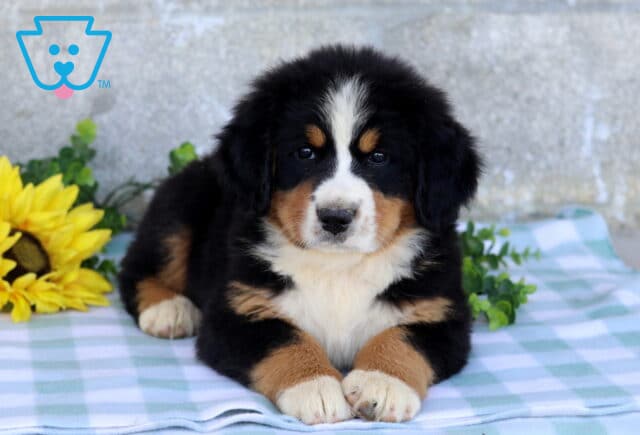 Tri-color Bernese Mountain Dog puppy with a white blaze and tan markings lying on a blue checkered blanket beside bright yellow sunflowers. image