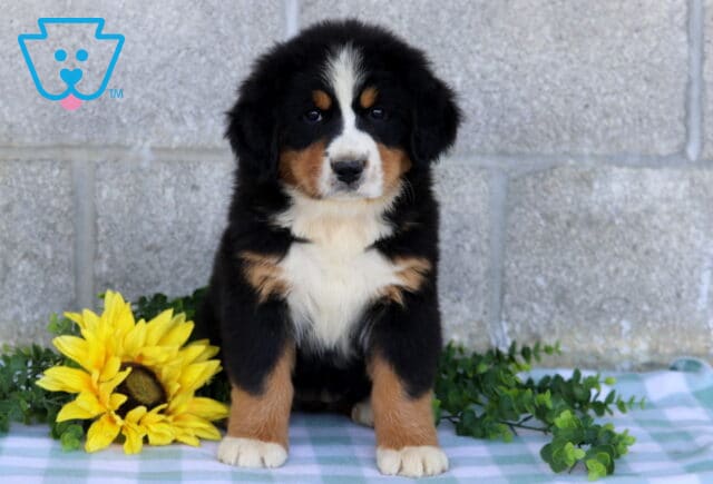 Fluffy tri-color Bernese Mountain Dog puppy sitting upright on a blue checkered blanket with yellow sunflowers and greenery beside it. image