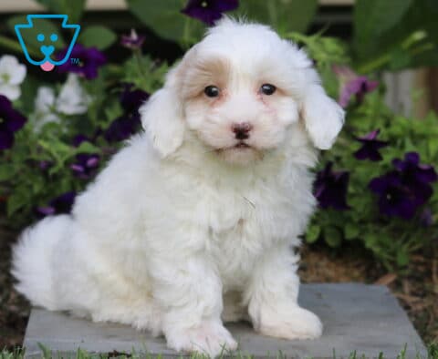 Scoobie Maltipoo