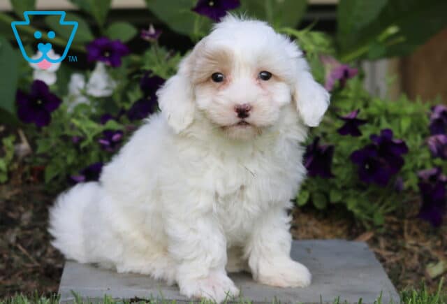 Scoobie Maltipoo image