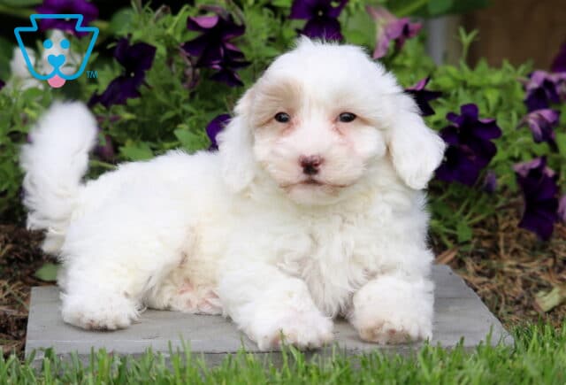Scoobie Maltipoo2 image