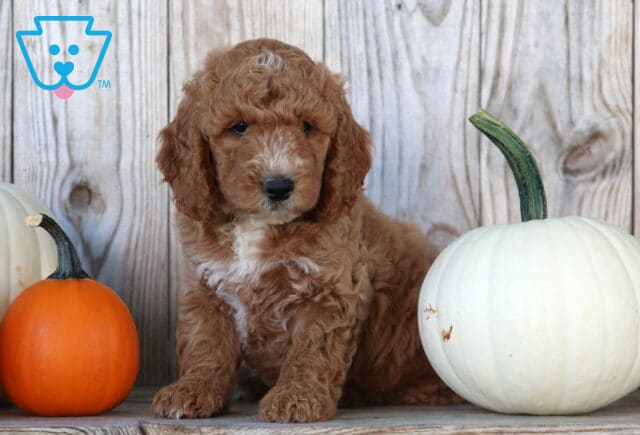 Scooby Goldendoodle image