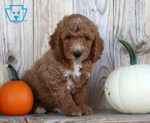 Scooby Goldendoodle2