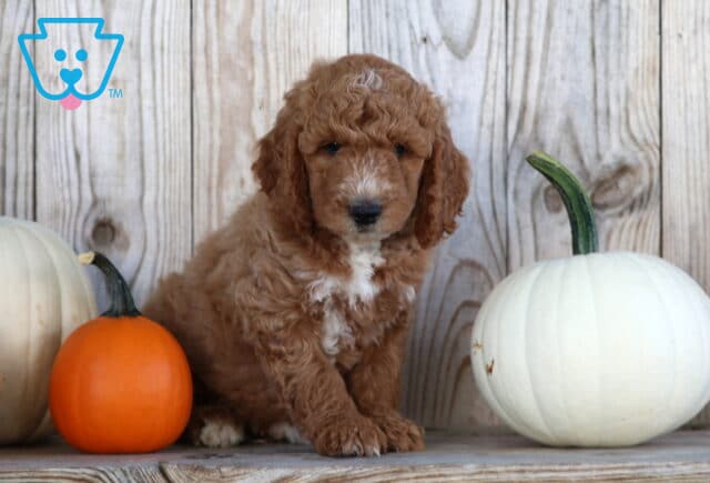 Scooby Goldendoodle2 image