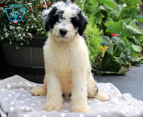 Scooby Mini Bernedoodle