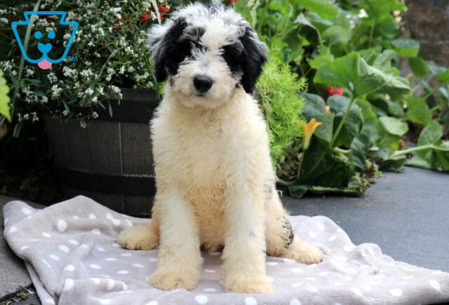 Scooby Mini Bernedoodle image