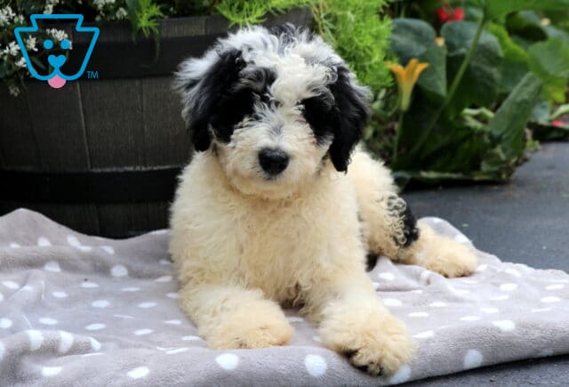 Scooby Mini Bernedoodle2 image
