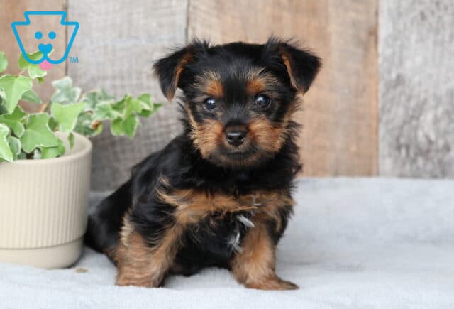 Scooby Yorkie image
