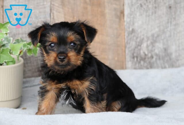 Scooby Yorkie2 image