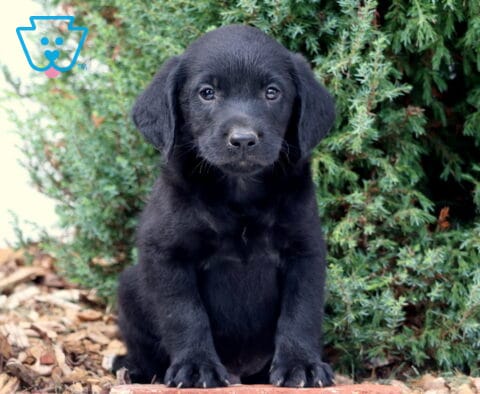 Scooter Lab Mix