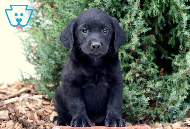 Scooter Lab Mix image
