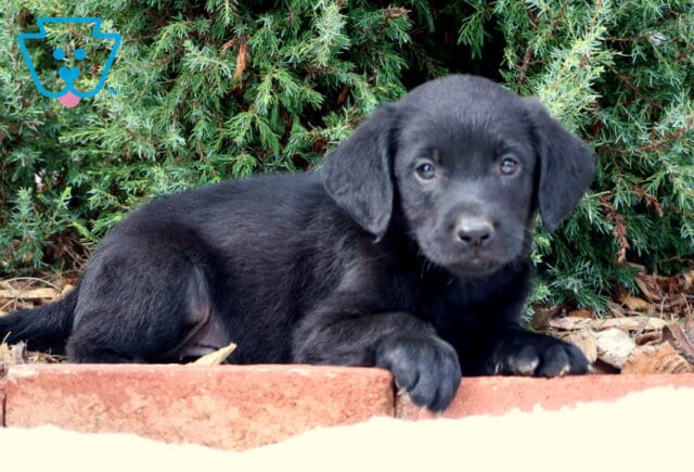 Scooter Lab Mix2 image
