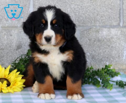 Bernese Mountain Dog puppy sitting upright on a blue checkered blanket beside bright yellow flowers and green foliage.