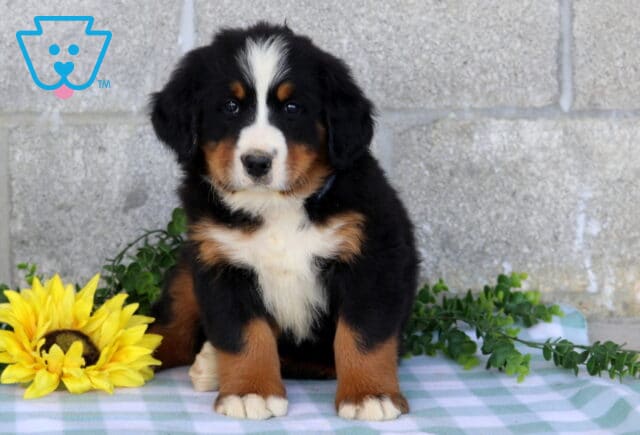 Bernese Mountain Dog puppy sitting upright on a blue checkered blanket beside bright yellow flowers and green foliage. image
