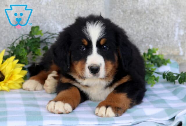 Bernese Mountain Dog puppy lying comfortably with paws forward on a blue checkered blanket, framed by yellow flowers and greenery. image