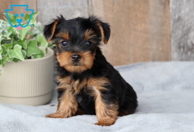 Scrappy Yorkie image