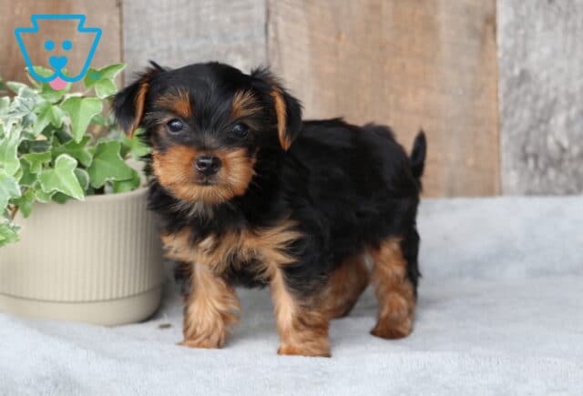 Scrappy Yorkie2 image