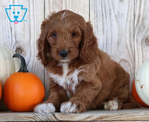 Sebastian Goldendoodle