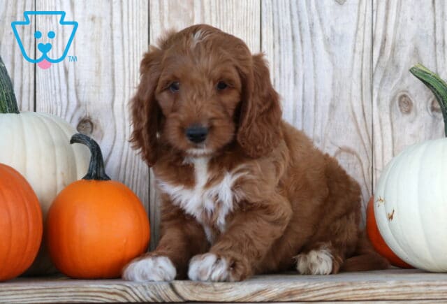 Sebastian Goldendoodle image