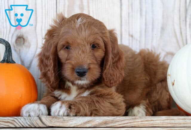 Sebastian Goldendoodle2 image