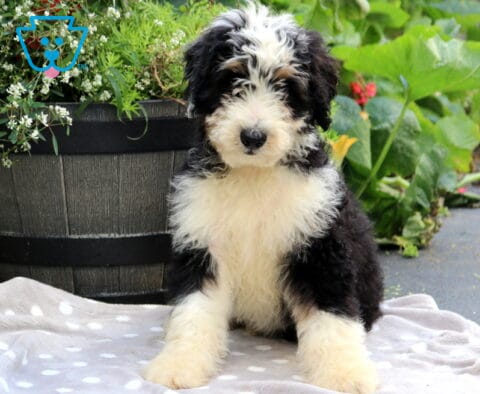 Shaggy Mini Bernedoodle