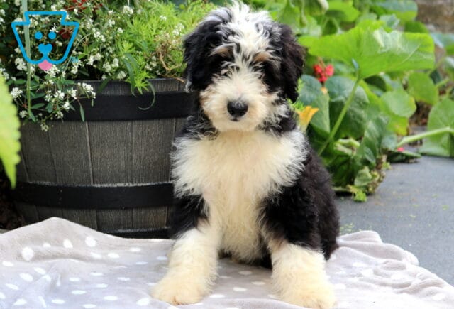 Shaggy Mini Bernedoodle image