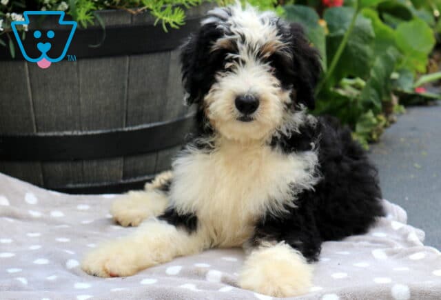 Shaggy Mini Bernedoodle2 image