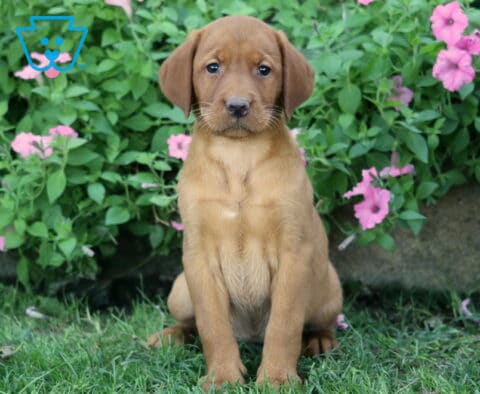 Shayla Lab