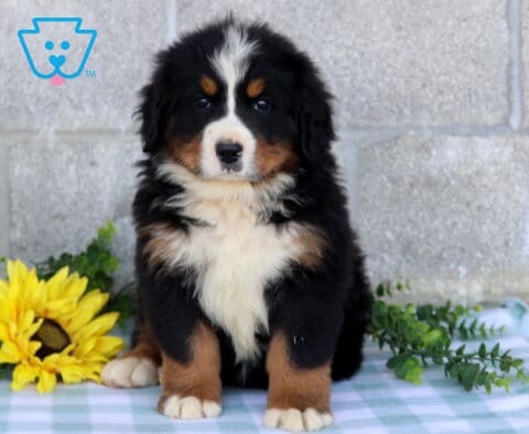 Fluffy tri-color Bernese Mountain Dog puppy sitting upright with a prominent white chest and blaze, posed beside a yellow sunflower and greenery.