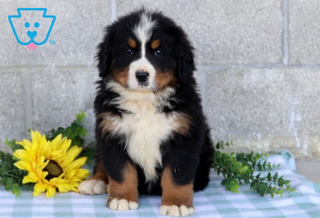 Fluffy tri-color Bernese Mountain Dog puppy sitting upright with a prominent white chest and blaze, posed beside a yellow sunflower and greenery. image