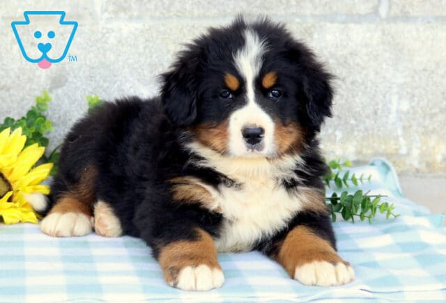 Tri-color Bernese Mountain Dog puppy lying comfortably with front paws stretched forward on a blue checkered blanket beside yellow flowers and greenery. image