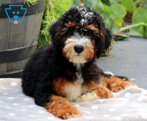 Simon Mini Bernedoodle