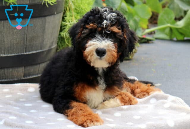 Simon Mini Bernedoodle image