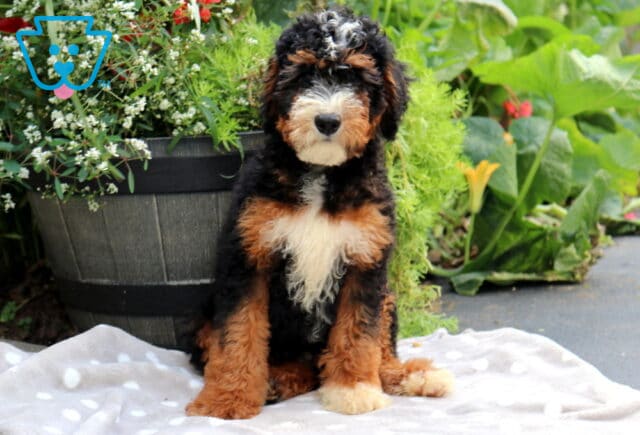 Simon Mini Bernedoodle2 image