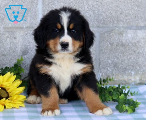 Fluffy tri-color Bernese Mountain Dog puppy sitting with one paw slightly forward beside a yellow sunflower and green foliage on a blue checkered blanket.