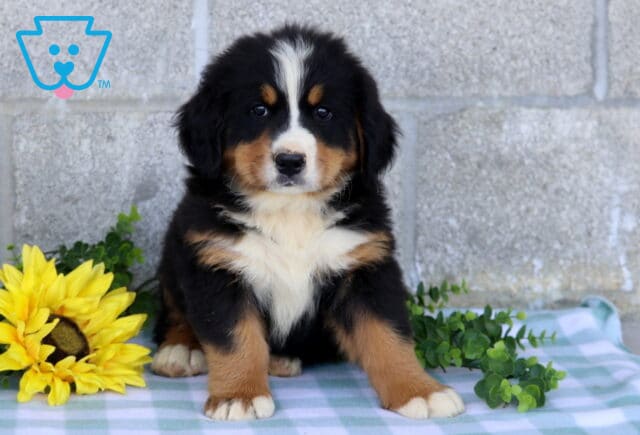 Fluffy tri-color Bernese Mountain Dog puppy sitting with one paw slightly forward beside a yellow sunflower and green foliage on a blue checkered blanket. image