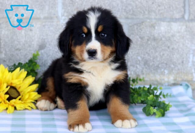 Tri-color Bernese Mountain Dog puppy sitting with its front paws apart on a blue checkered blanket, framed by a yellow sunflower and green foliage. image