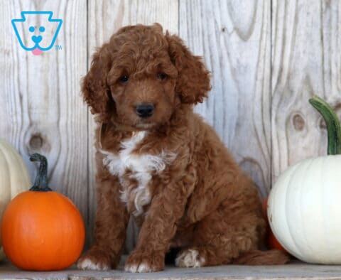 Skippy Goldendoodle
